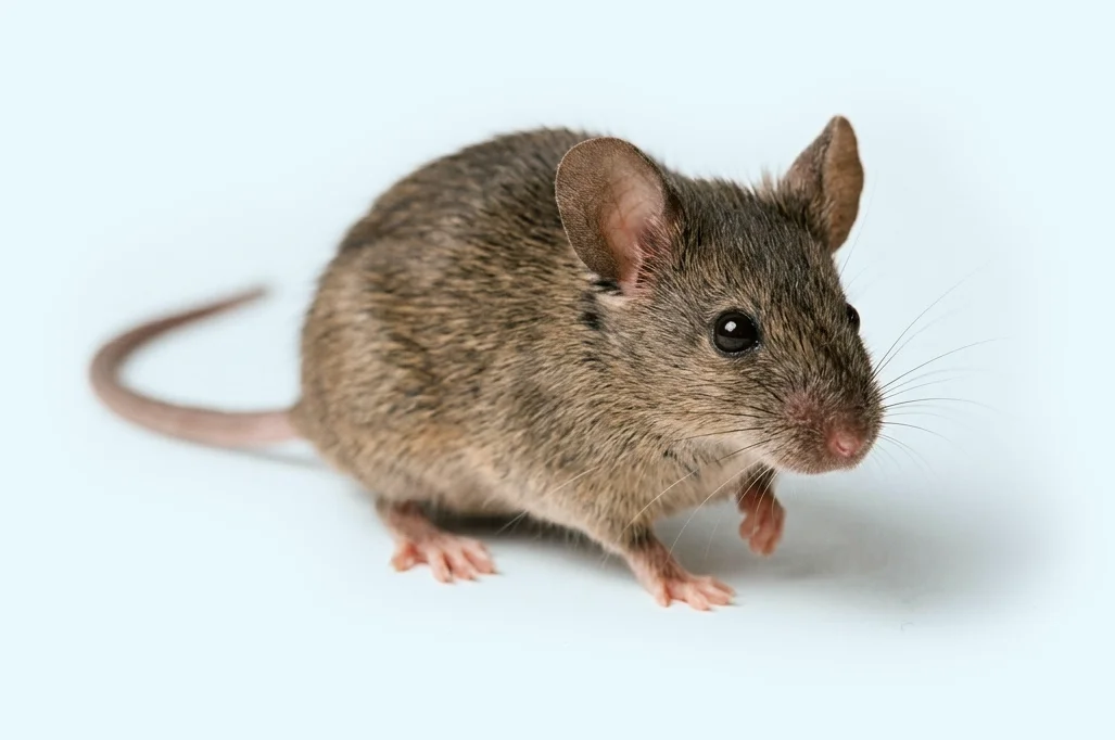 rodent control mouse