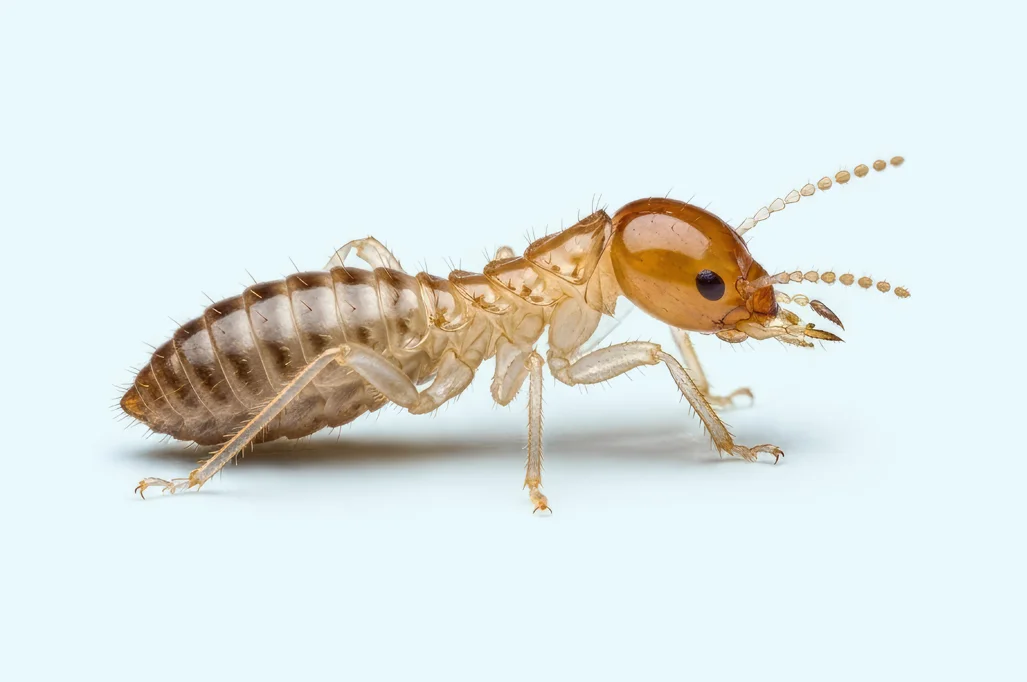 termite